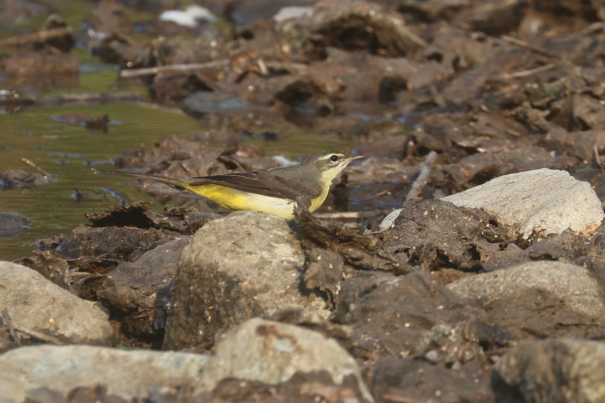 Горная трясогузка - ML646280841