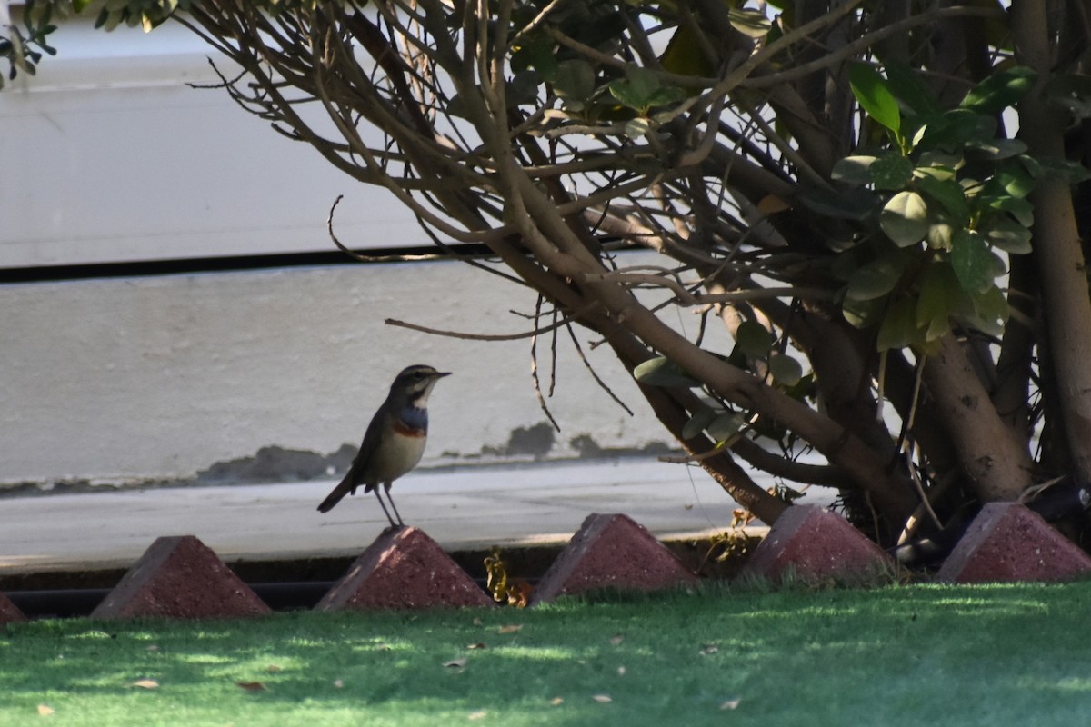 Варакушка - ML646280842