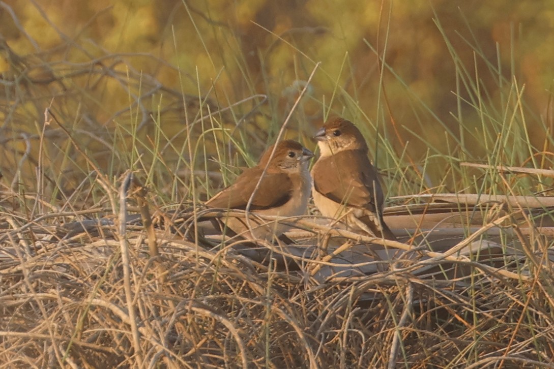 Малабарская амадина - ML646280844