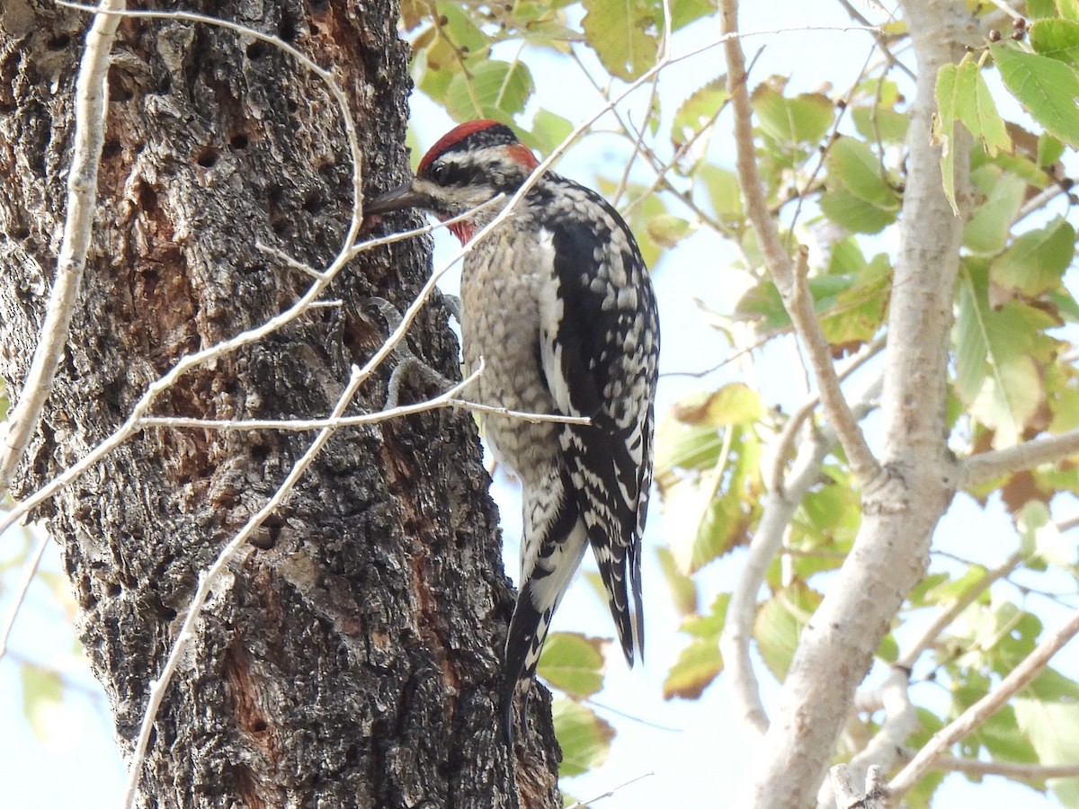 Красногорлый дятел-сокоед - ML646280845