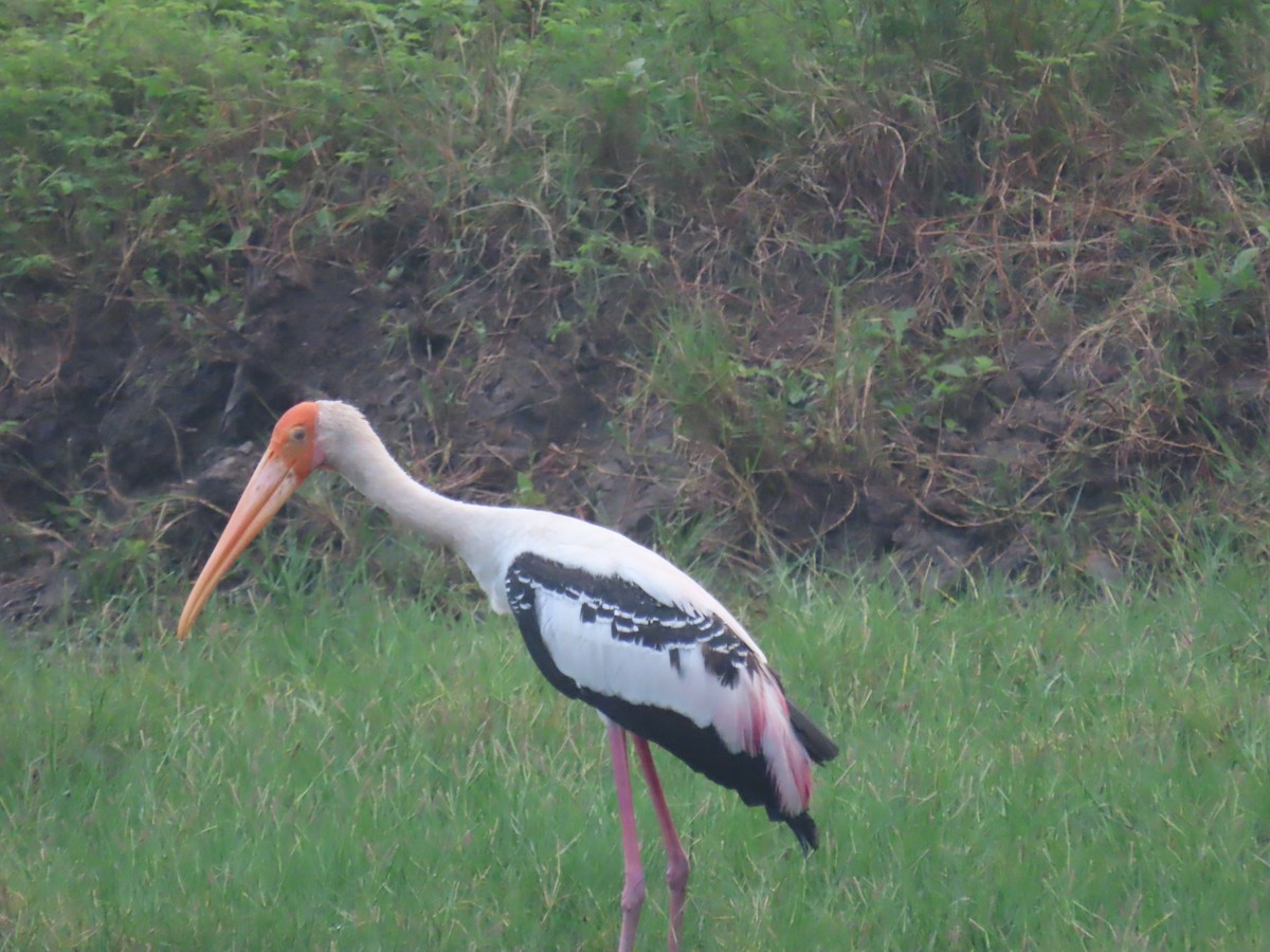 Расписной клювач - ML646280846