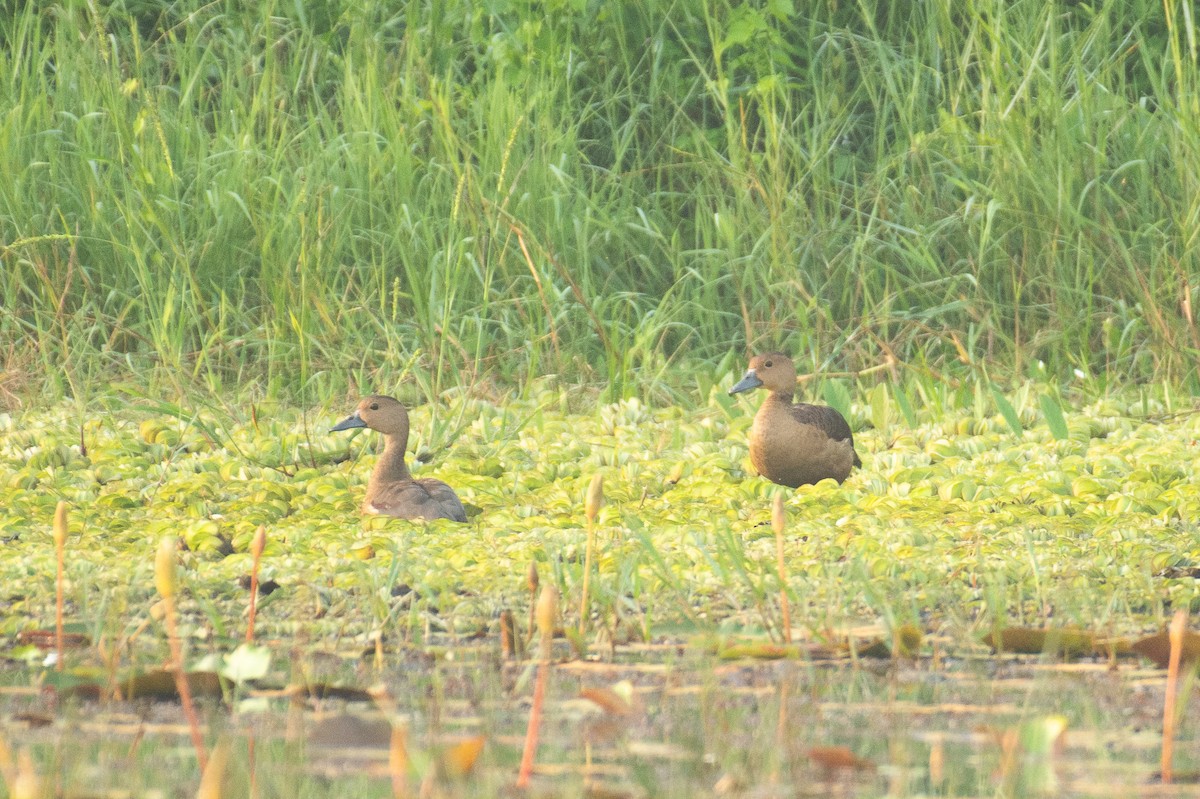 Малая древесная утка - ML646280849