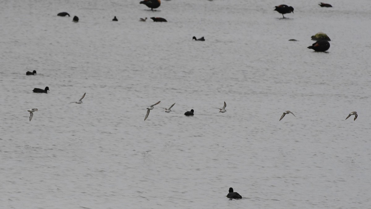 Песочник-красношейка - ML646280850