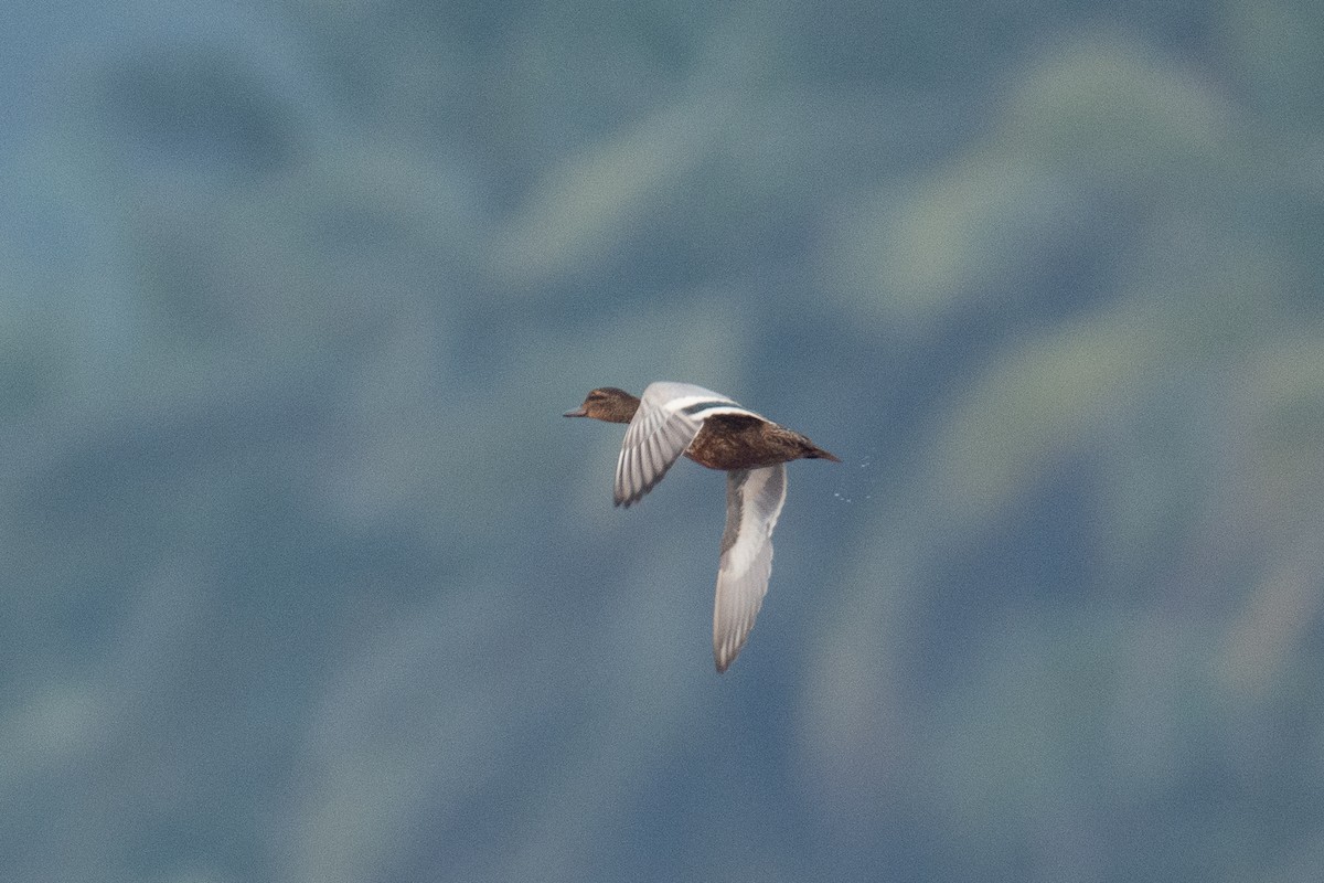 Чирок-трескунок - ML646280851