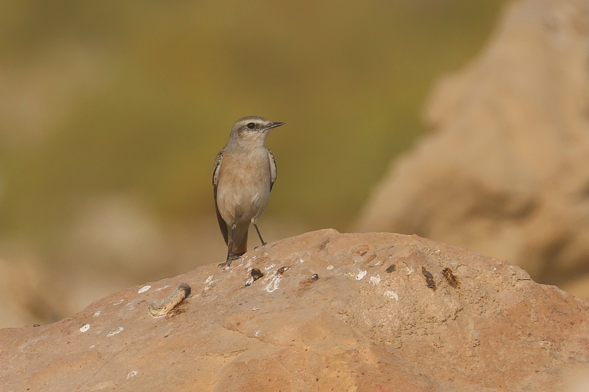 Златогузая каменка - ML646280852