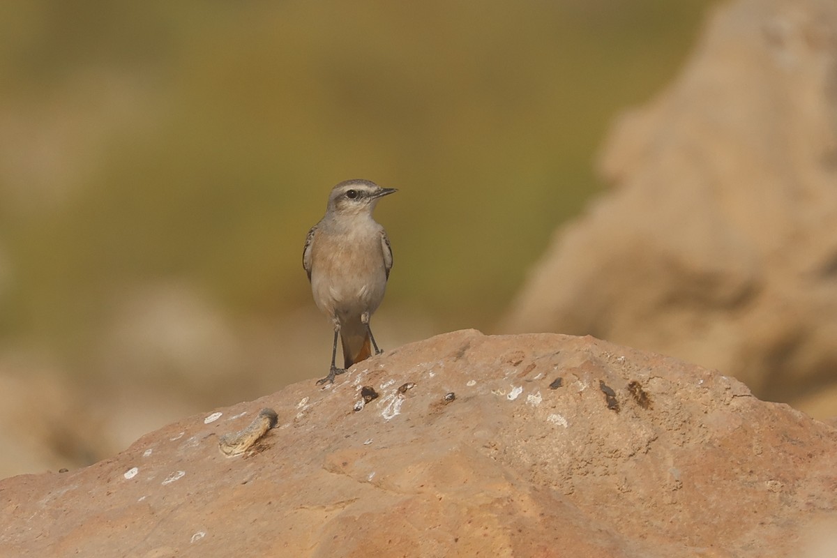 Златогузая каменка - ML646280853