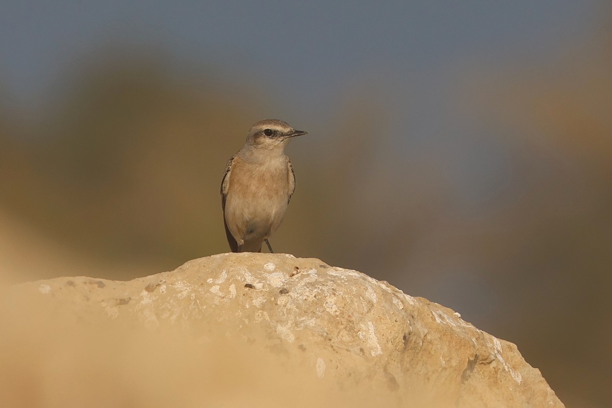 Златогузая каменка - ML646280854