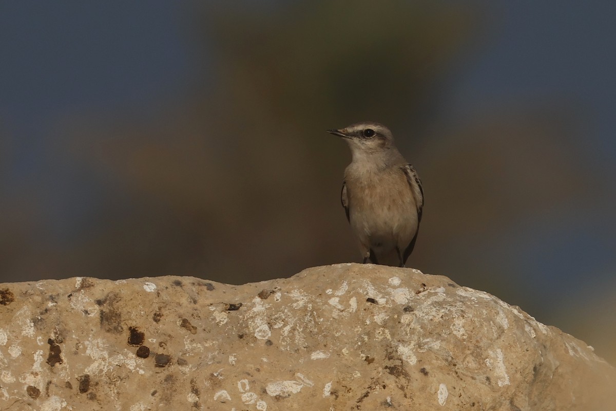 Златогузая каменка - ML646280855