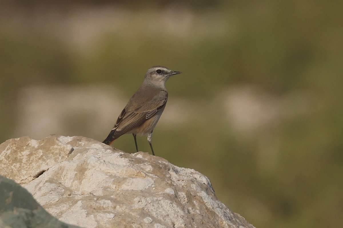 Златогузая каменка - ML646280856