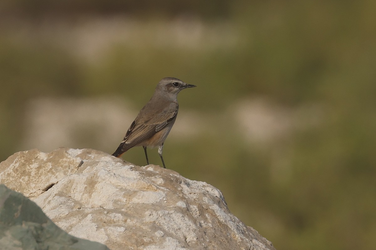 Златогузая каменка - ML646280857