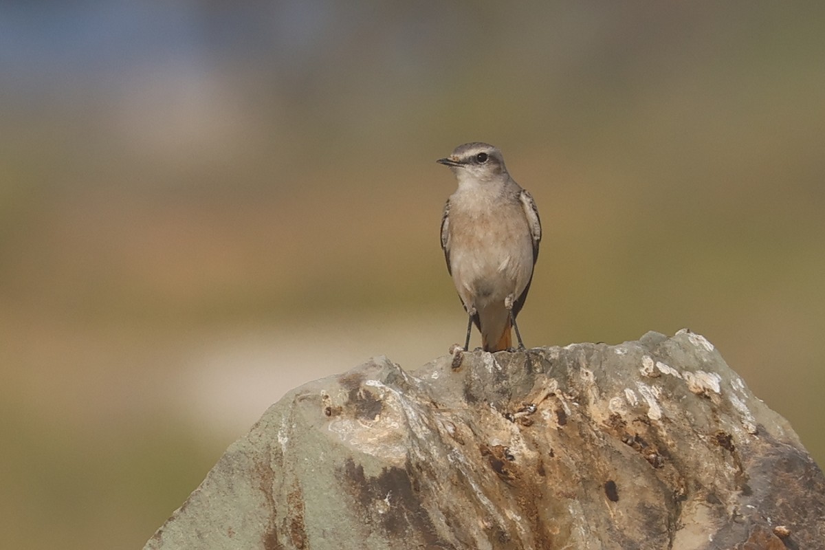Златогузая каменка - ML646280858