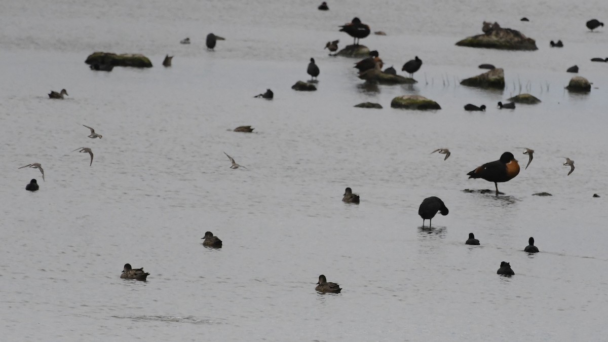 Песочник-красношейка - ML646280859