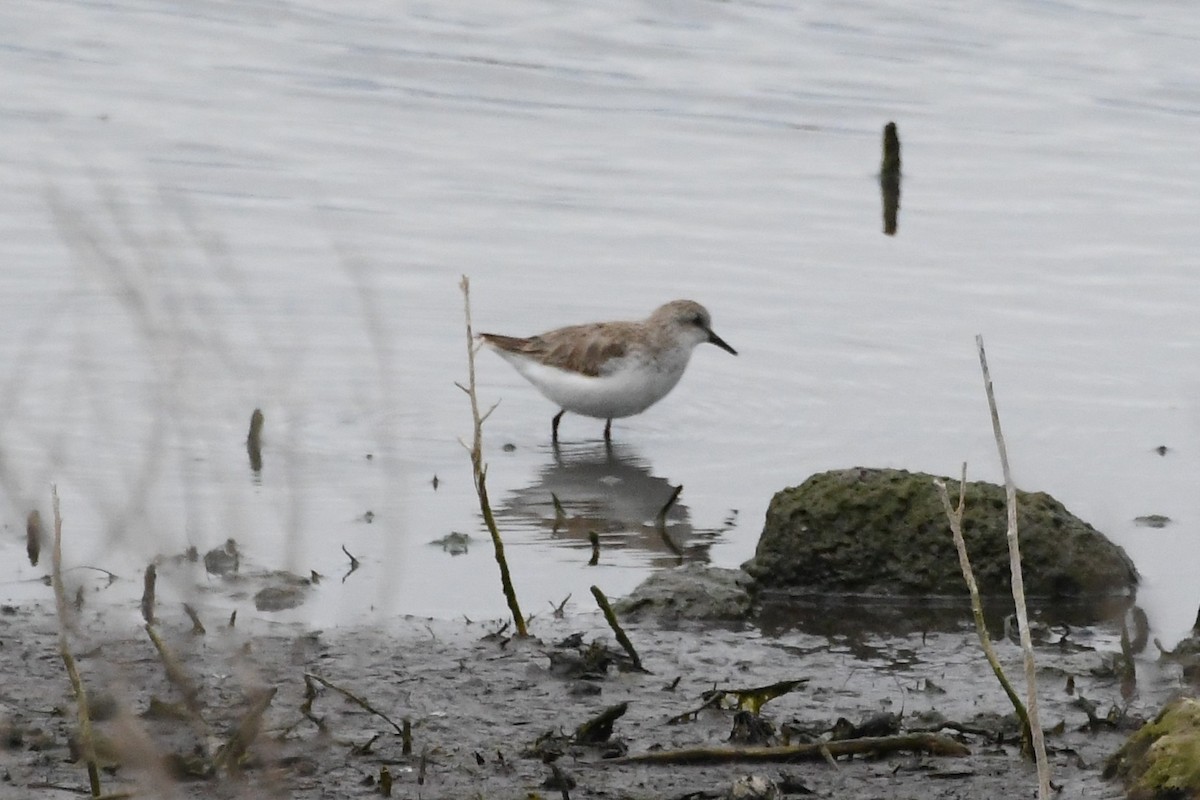 Песочник-красношейка - ML646280865