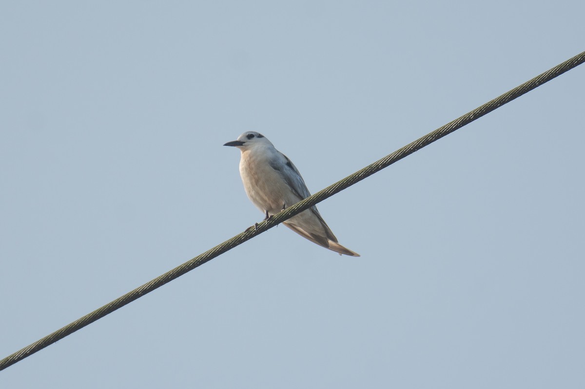 Белощёкая крачка - ML646280866