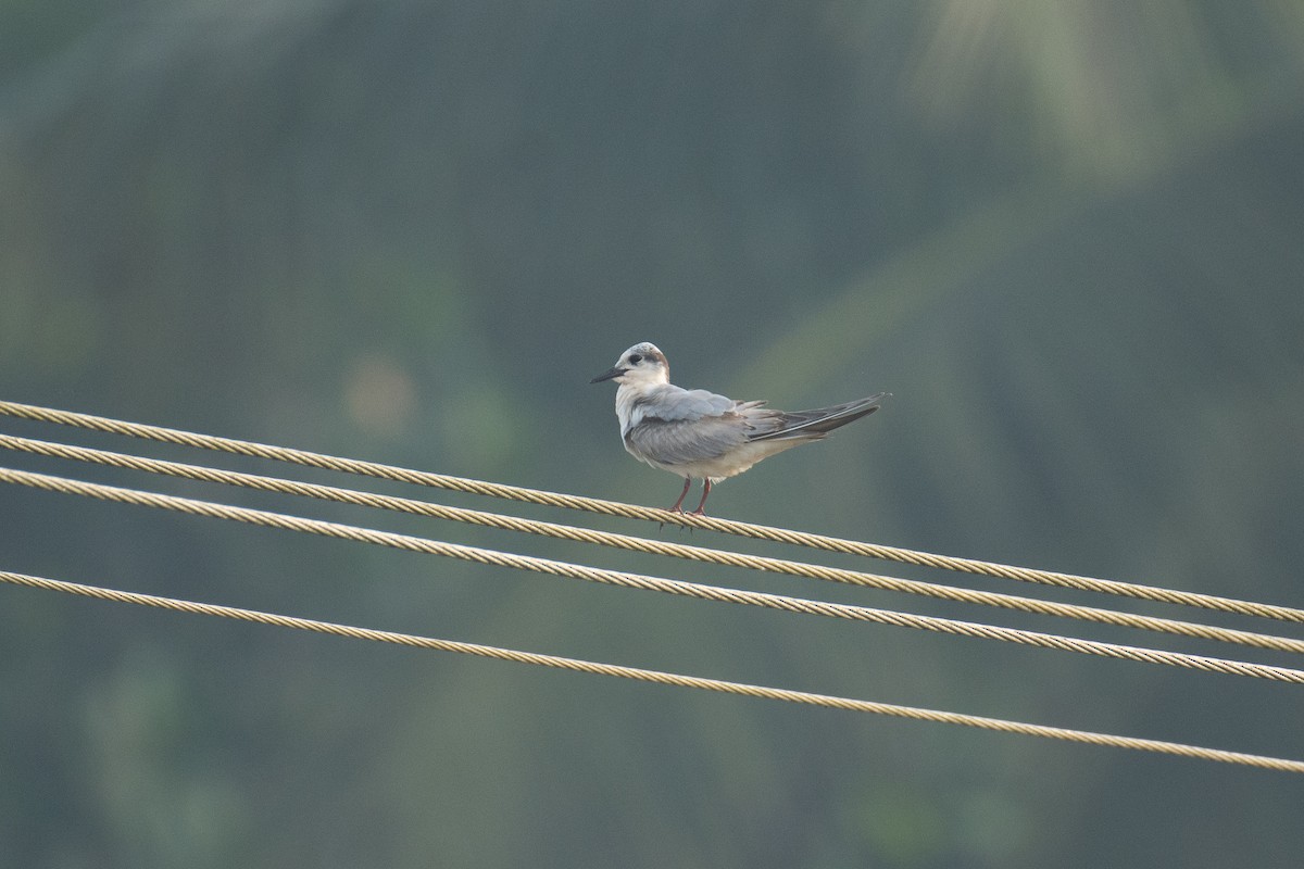 Белощёкая крачка - ML646280867