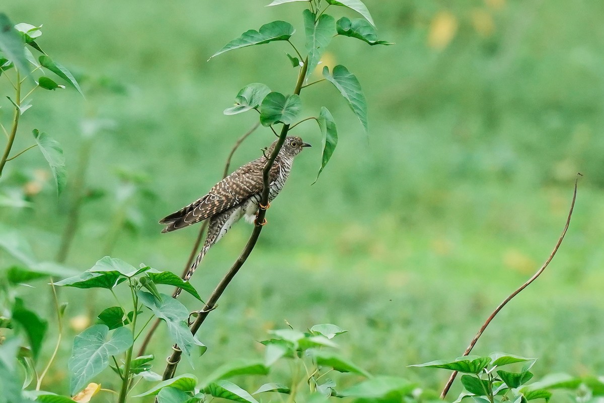 Кукушка - ML646280881