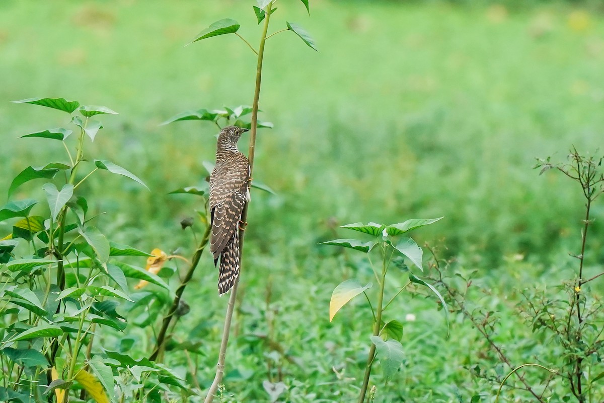 Кукушка - ML646280882