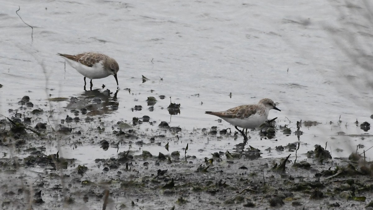 Песочник-красношейка - ML646280883