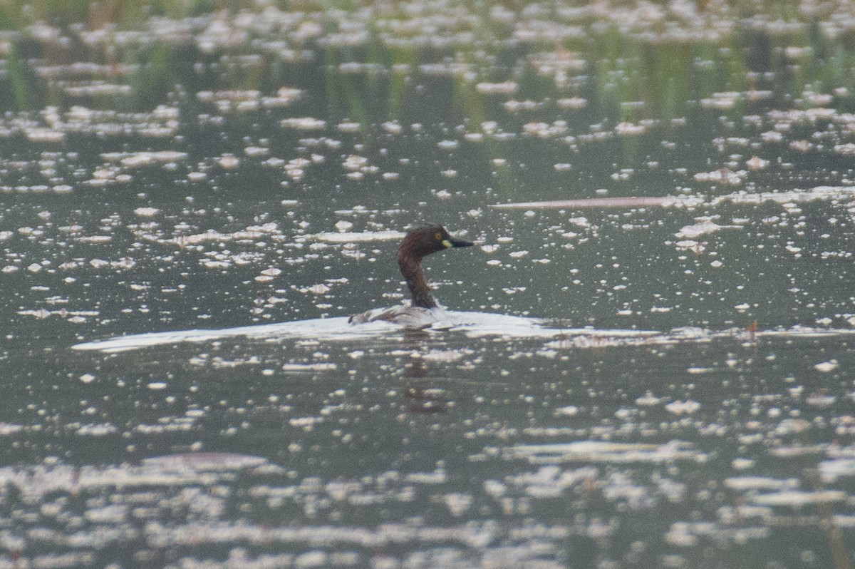 Малая поганка - ML646280884