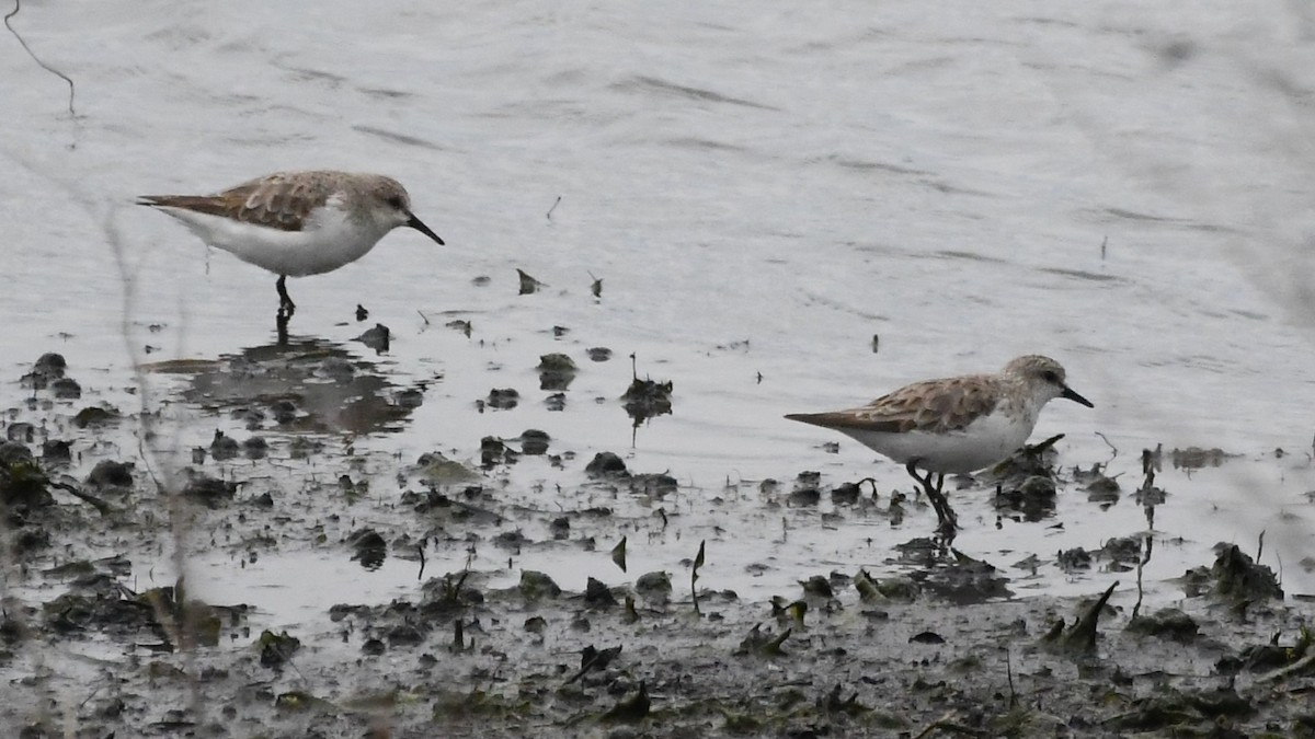 Песочник-красношейка - ML646280885