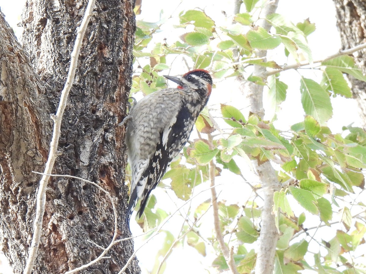 Red-naped Sapsucker - ML646280886