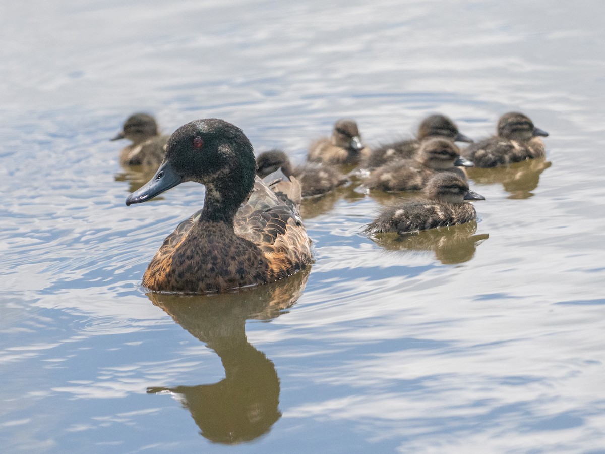 Chestnut Teal - ML646280889