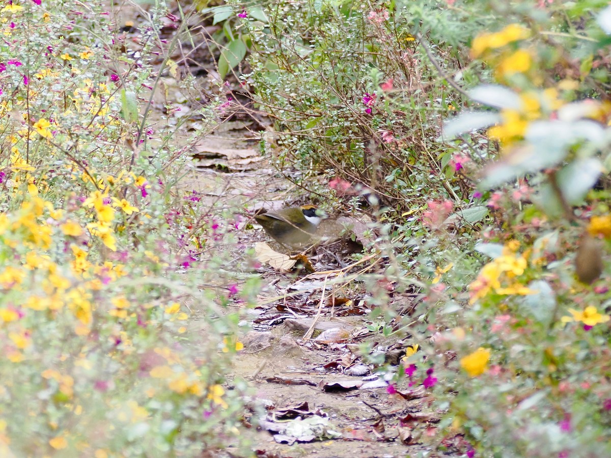 Chestnut-capped Brushfinch (Chestnut-capped) - ML646280891
