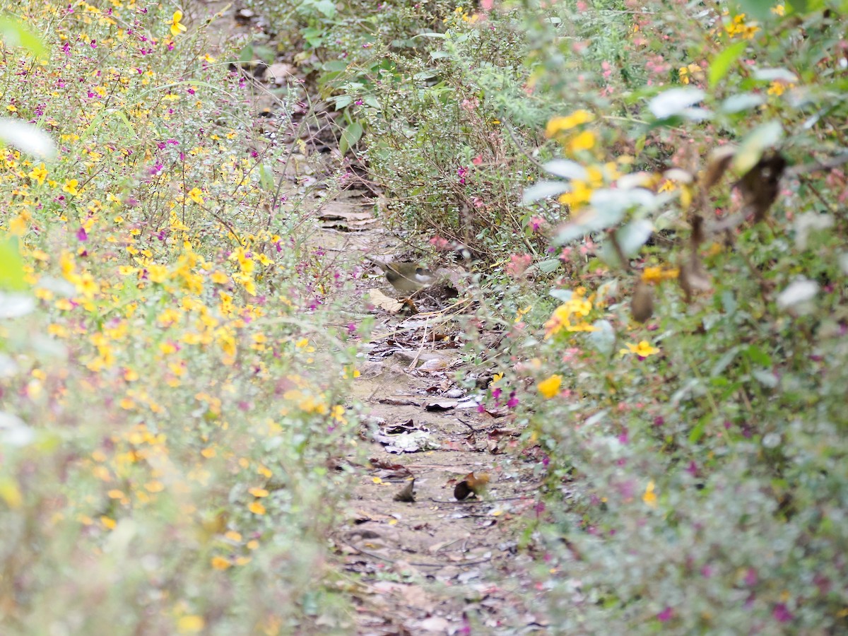 Chestnut-capped Brushfinch (Chestnut-capped) - ML646280893