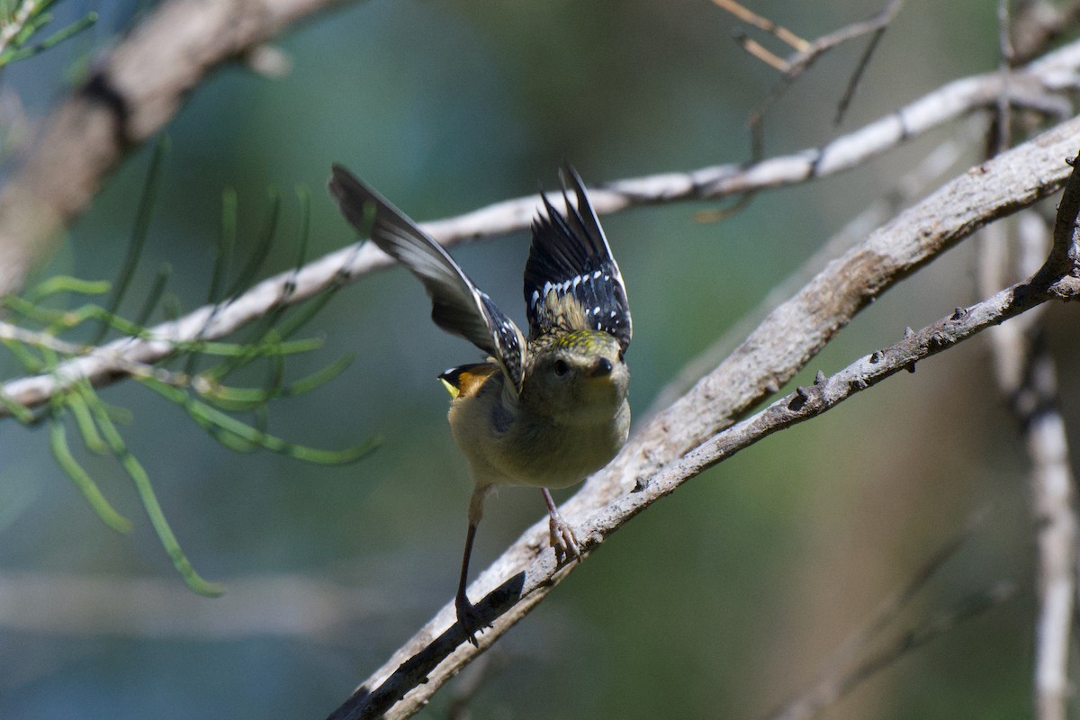 Spotted Pardalote - ML646280896
