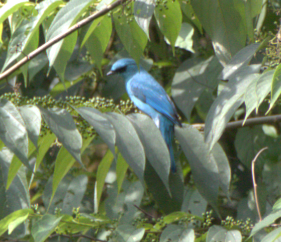 Verditer Flycatcher - ML646280898