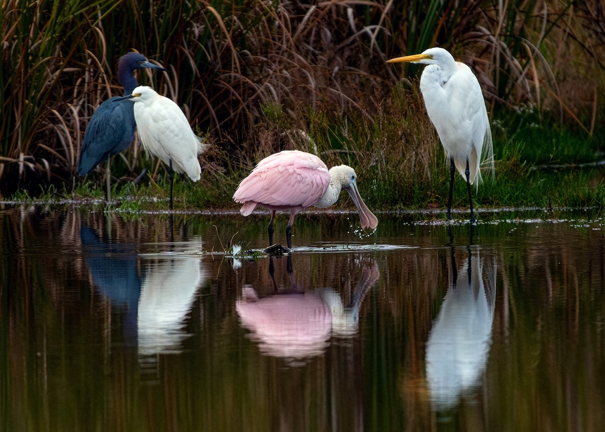 Roseate Spoonbill - ML646280907