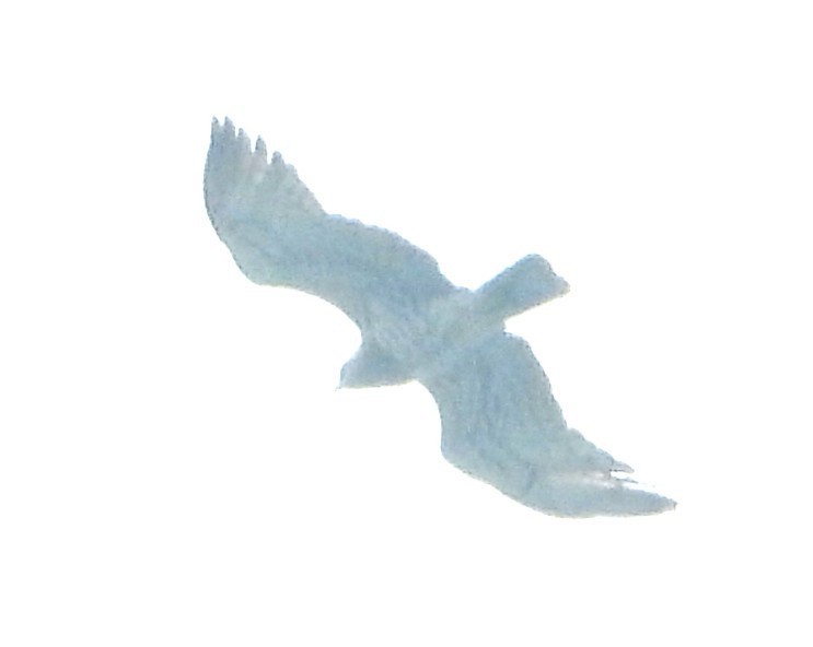 Змієїд блакитноногий - ML646280911