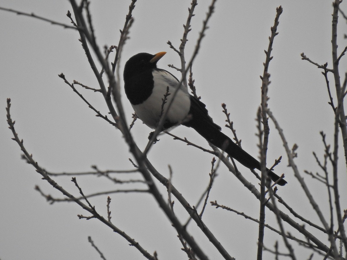 Yellow-billed Magpie - ML646280917