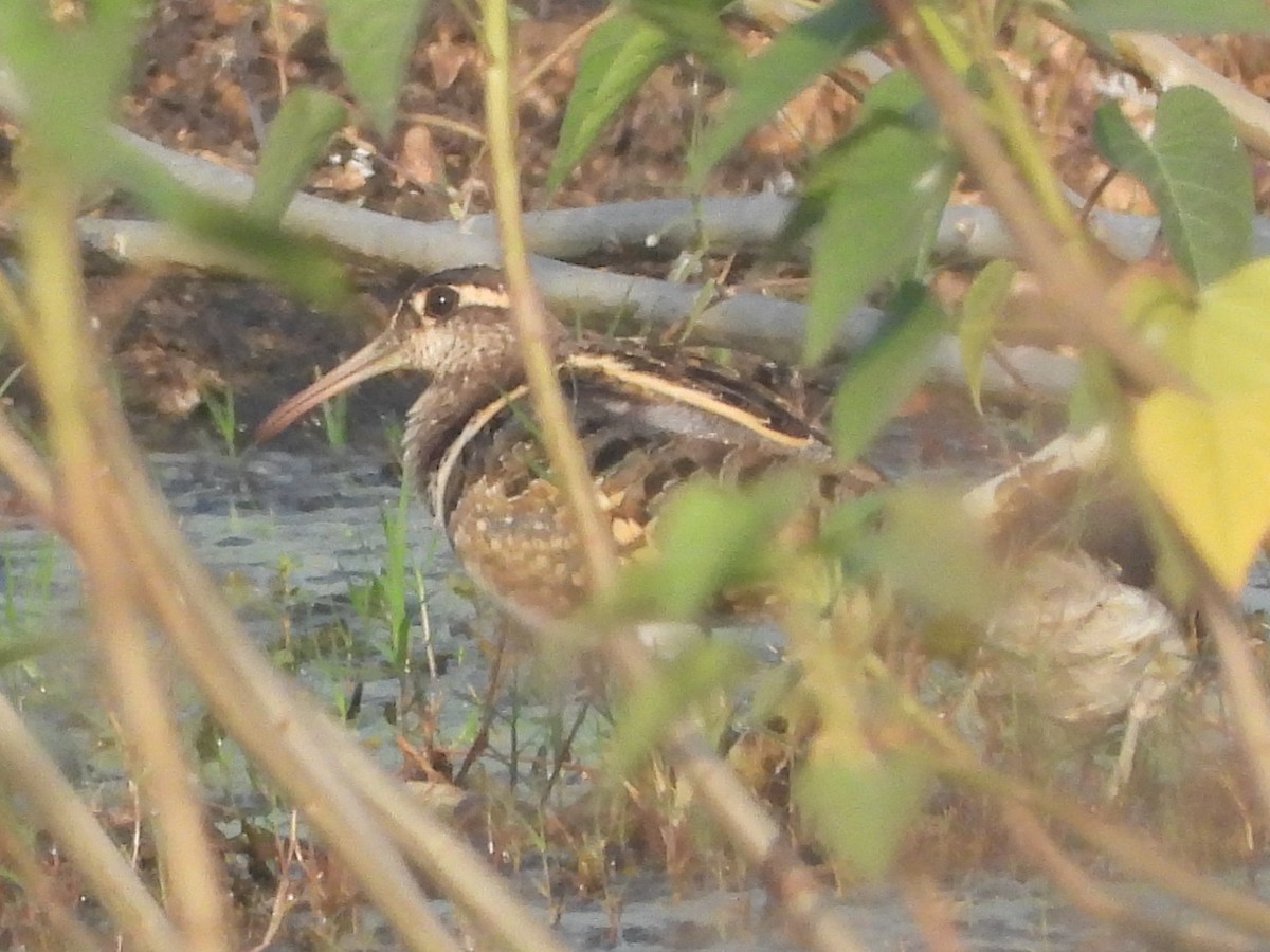 Өнгөт хараалжир - ML646280925