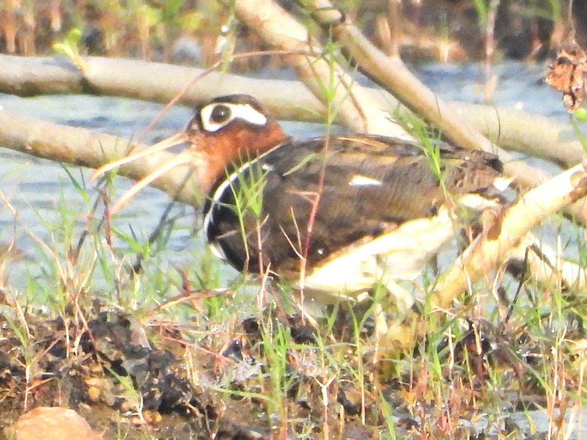 Өнгөт хараалжир - ML646280926