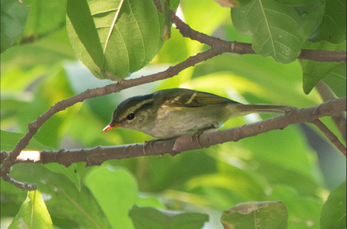 Blyth's Leaf Warbler - ML646280929