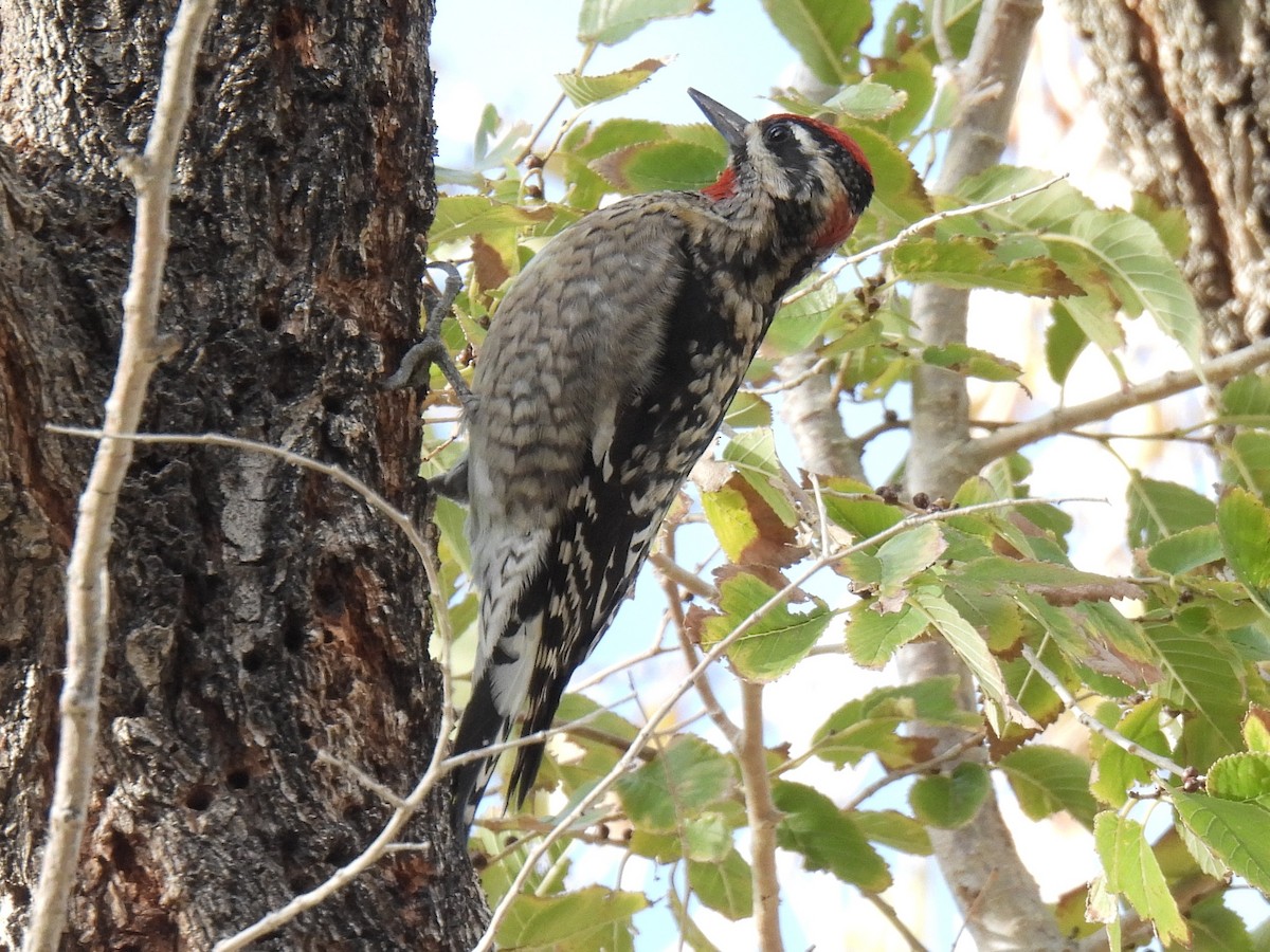 Red-naped Sapsucker - ML646280942