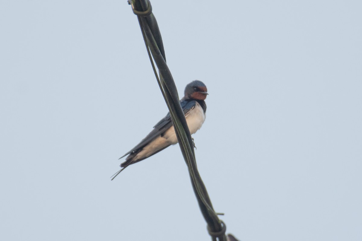 vlaštovka obecná - ML646280943