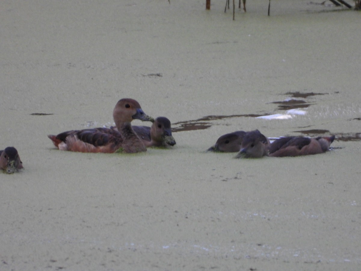 Lesser Whistling-Duck - ML646280948