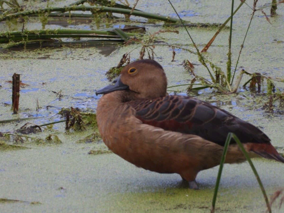 Lesser Whistling-Duck - ML646280949
