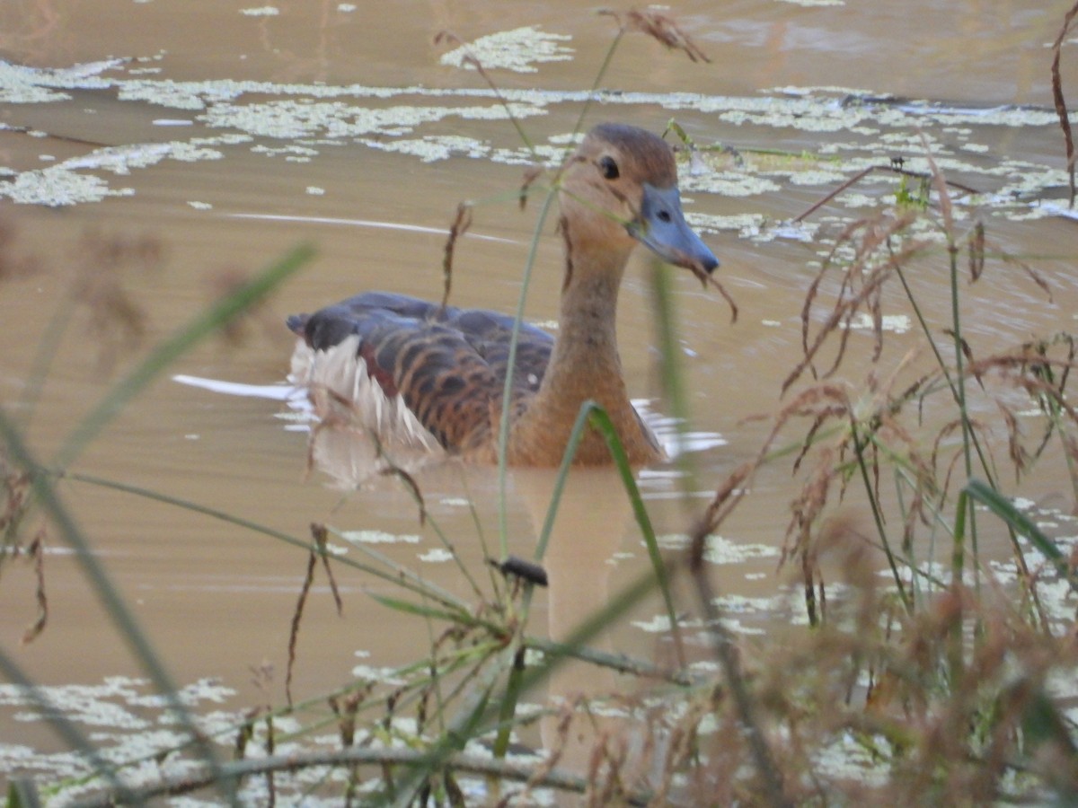Lesser Whistling-Duck - ML646280950
