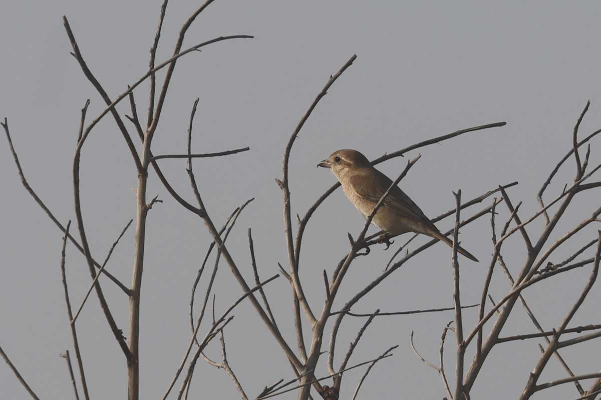 isabellavarsler (isabellinus) - ML646280951