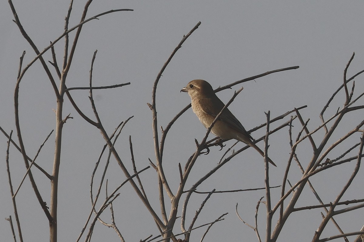 isabellavarsler (isabellinus) - ML646280952