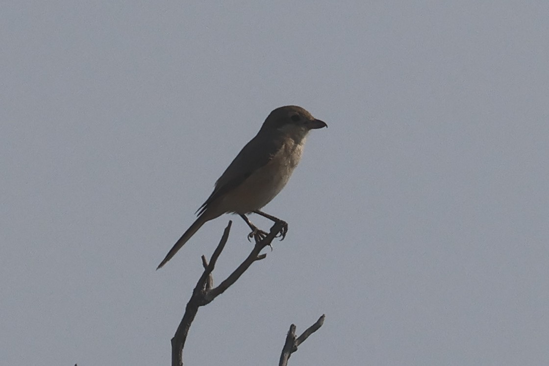 Isabelline Shrike (Daurian) - ML646280953