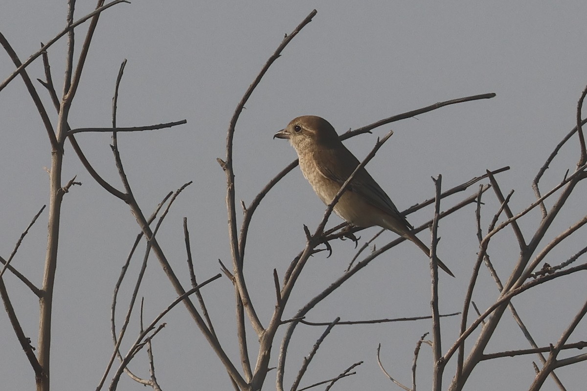 Isabelline Shrike (Daurian) - ML646280954