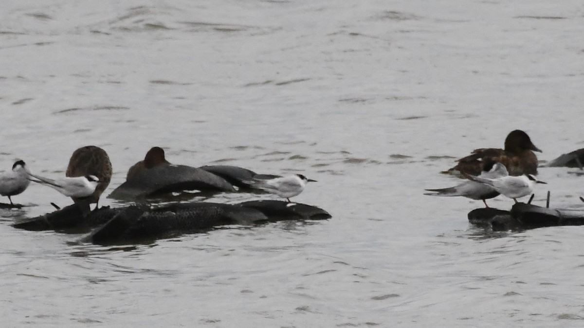 Little Tern - ML646280955
