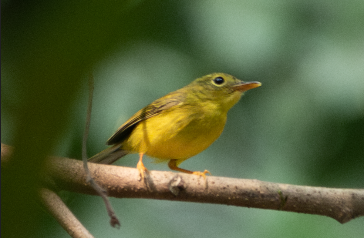 Green-crowned Warbler - ML646280956