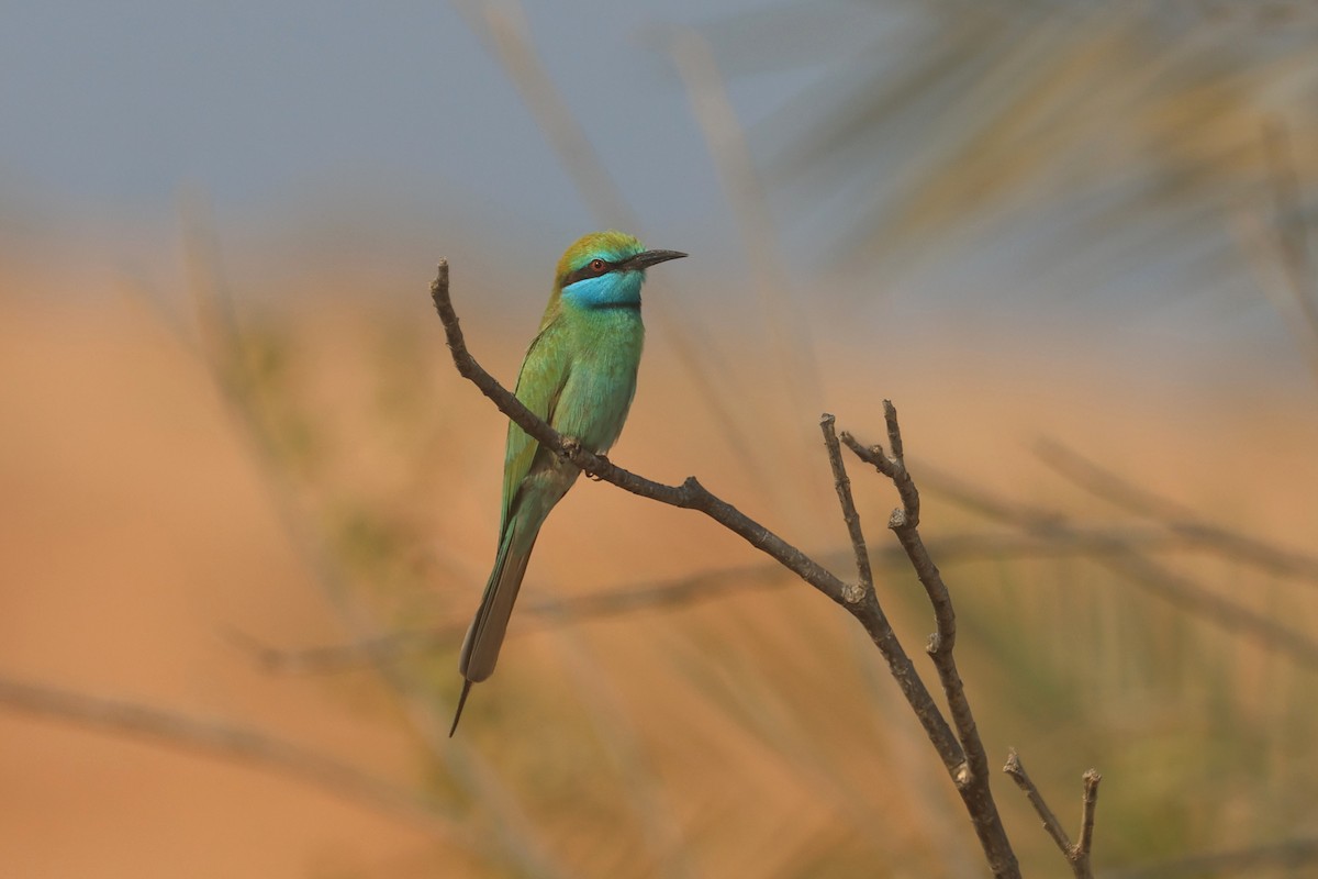 Arabian Green Bee-eater - ML646280963