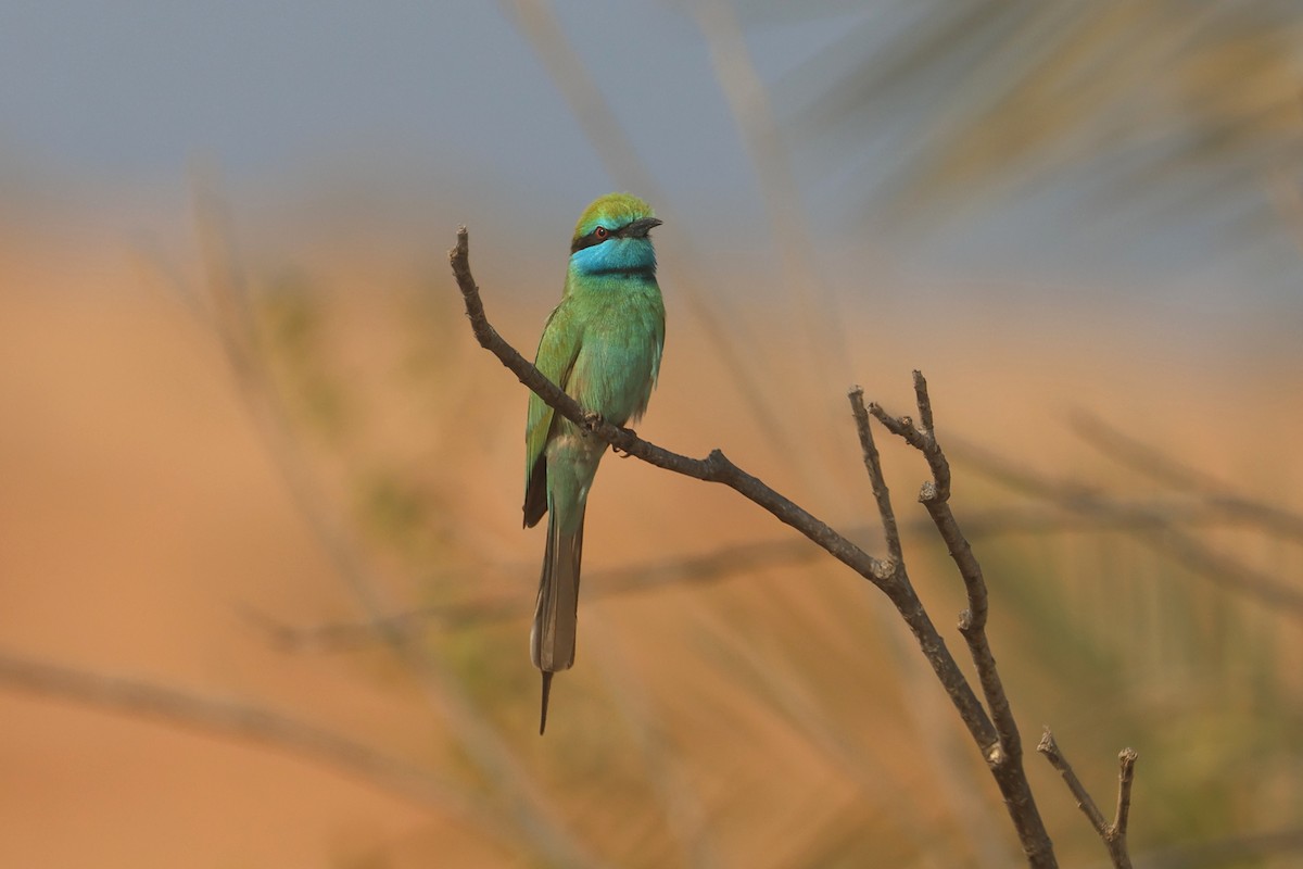 Arabian Green Bee-eater - ML646280964