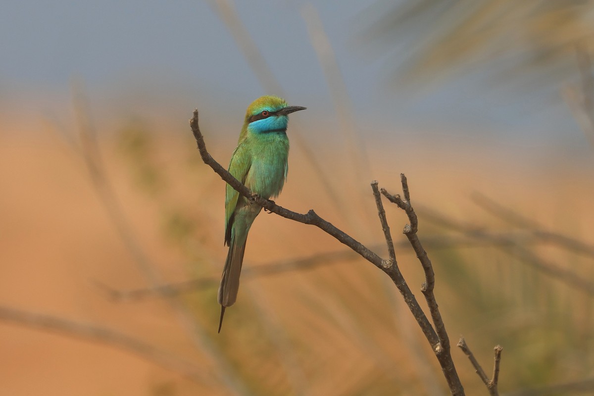 Arabian Green Bee-eater - ML646280965